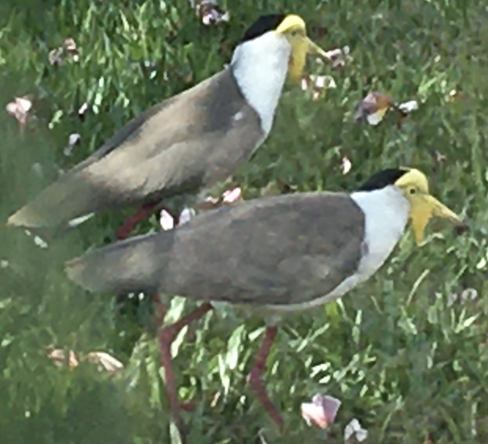 The plover version of “Angry Birds” | EDUCATION, A LIFE FORCE BBB