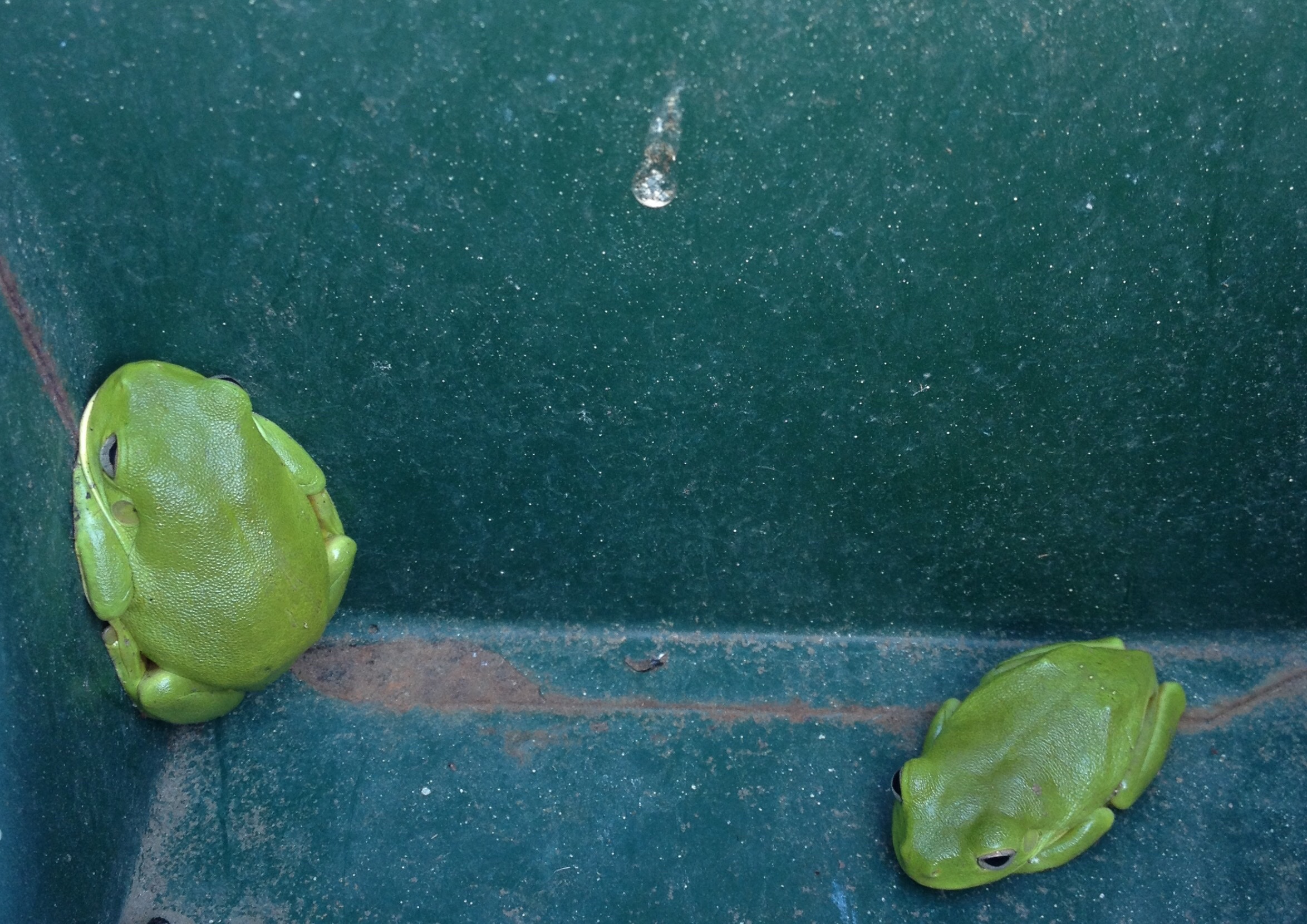 Frog In Mail Box POH shares frogs in the mailbox | EDUCATION, A LIFE FORCE BBB